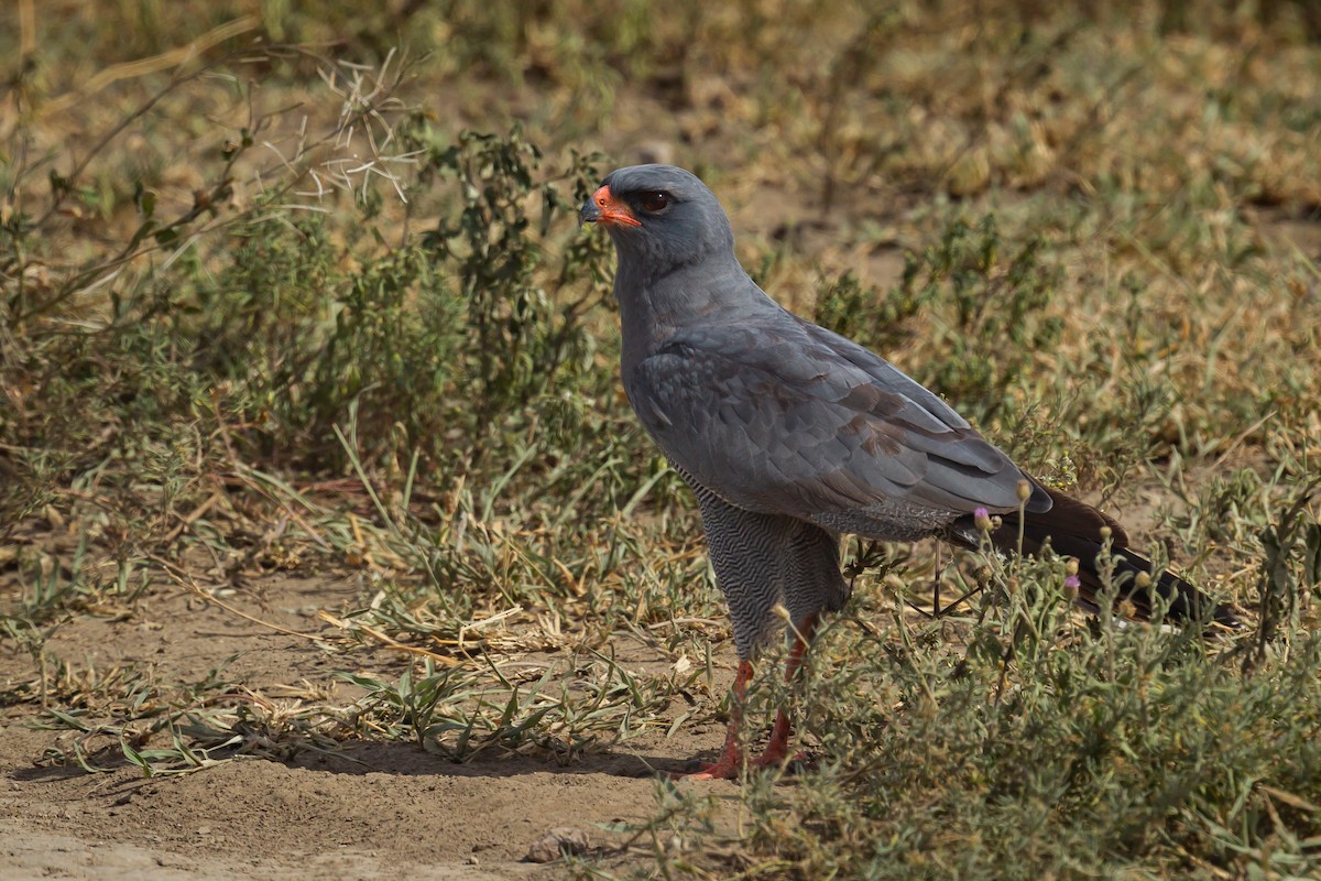 Dark Chanting-Goshawk - ML116416571