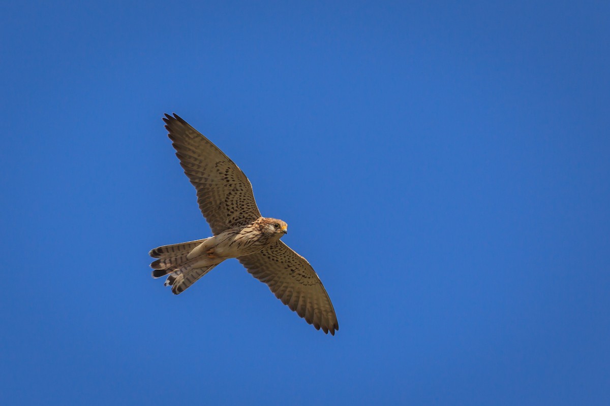 Eurasian Kestrel - ML116417731