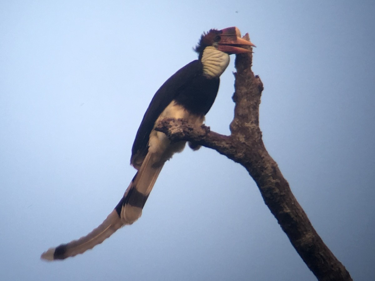 Helmeted Hornbill - Kenneth Kemphues