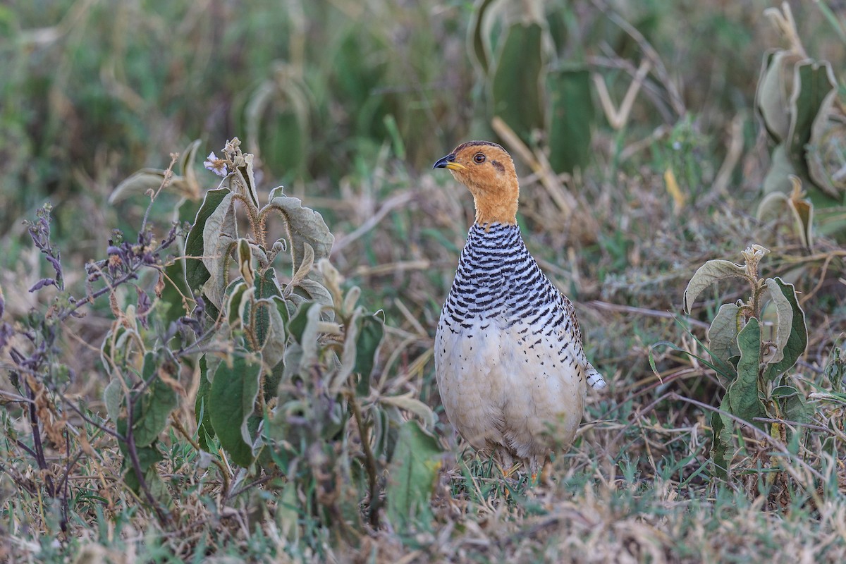 Coqui Francolin - Mariann Cyr