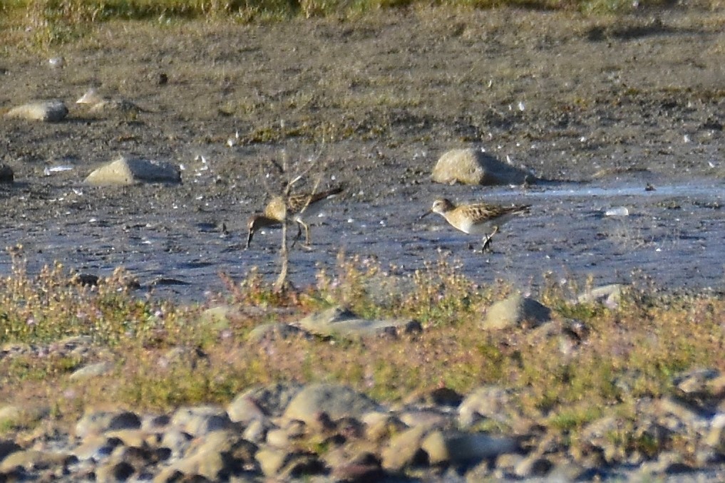 Pectoral Sandpiper - ML116418451