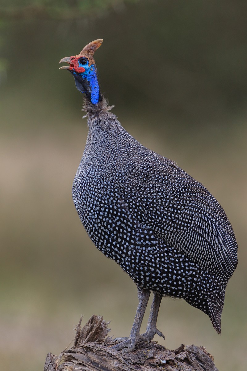 Helmeted Guineafowl - ML116418481