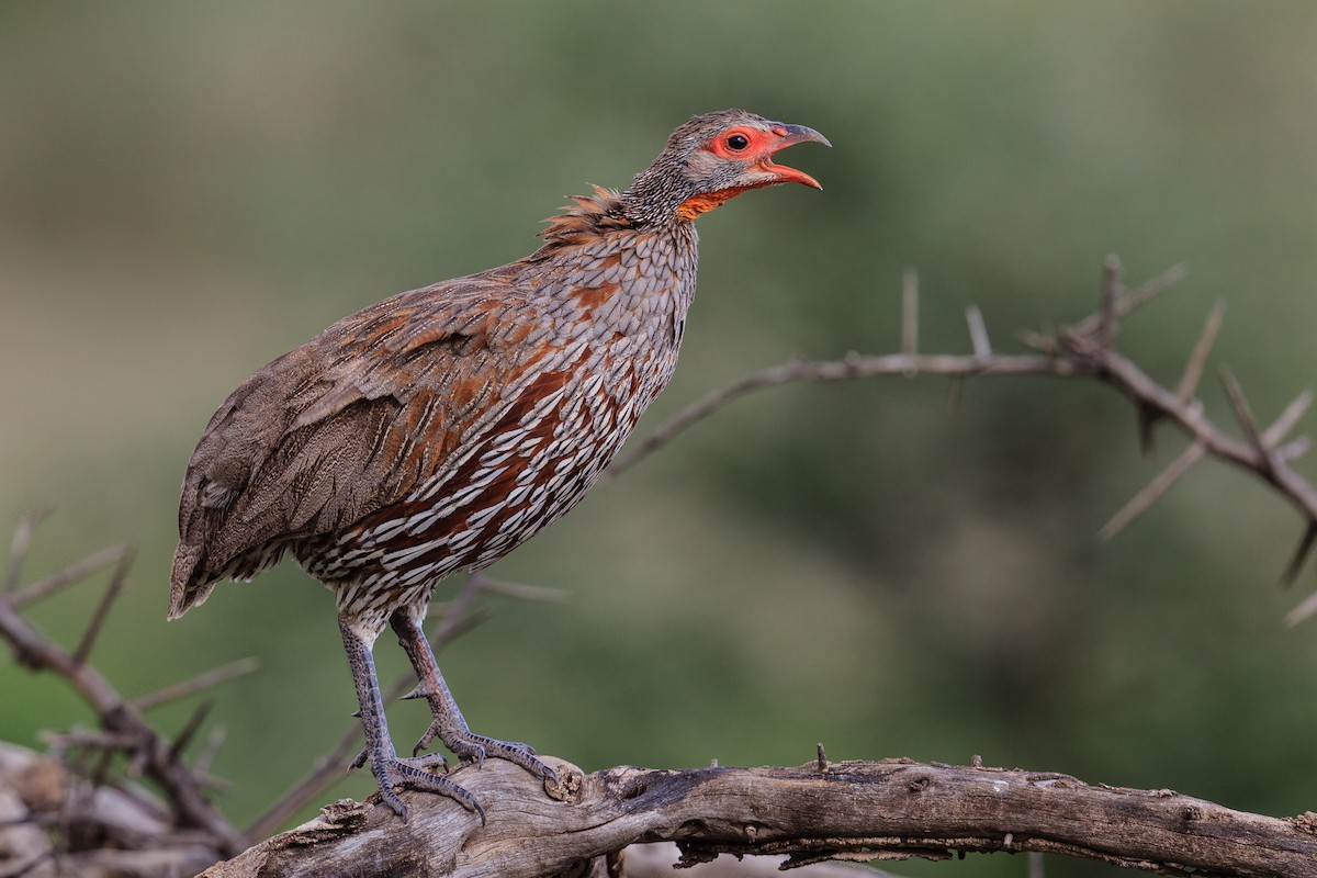 Francolin à poitrine grise - ML116418731