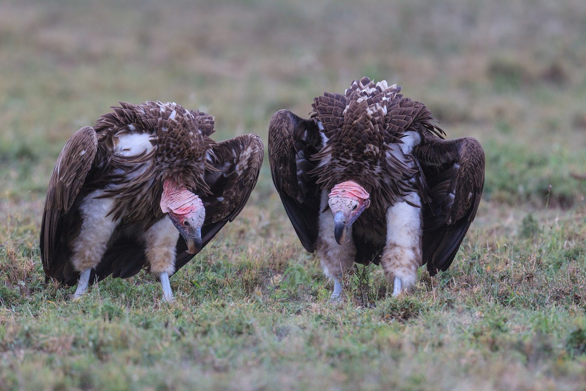 Lappet-faced Vulture - Mariann Cyr