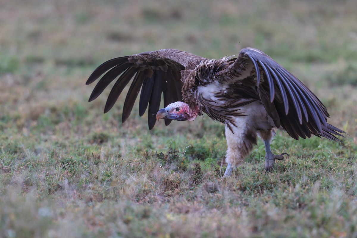 Lappet-faced Vulture - Mariann Cyr