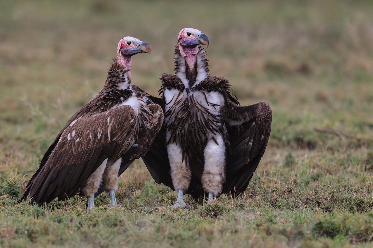 Lappet-faced Vulture - Mariann Cyr