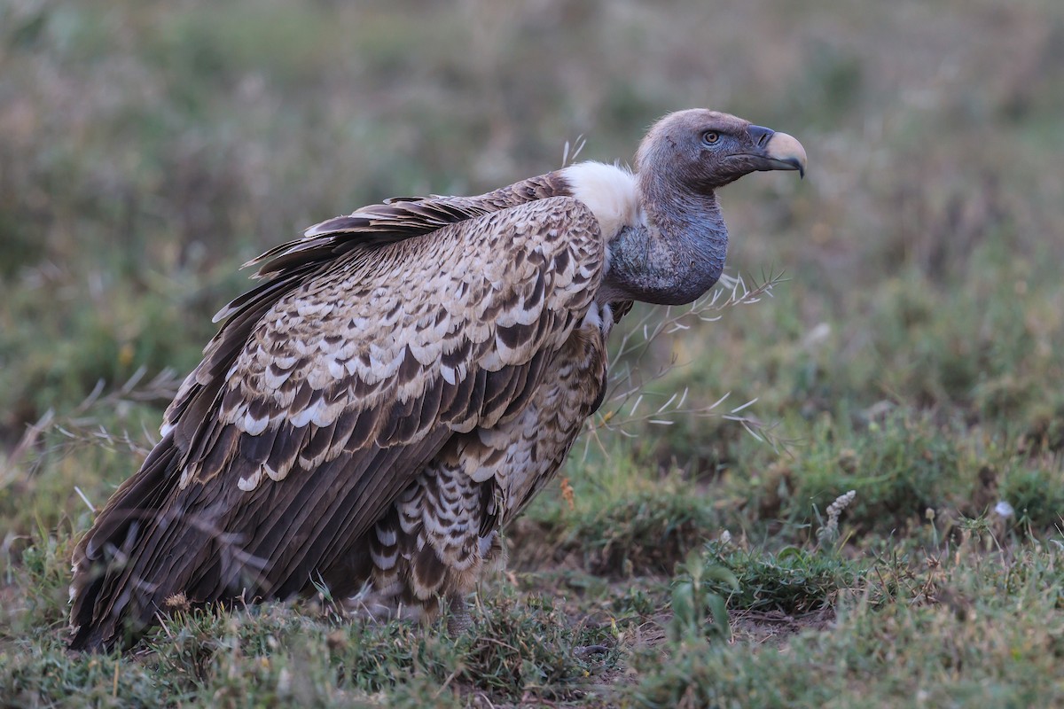 Rüppell's Griffon - ML116419671