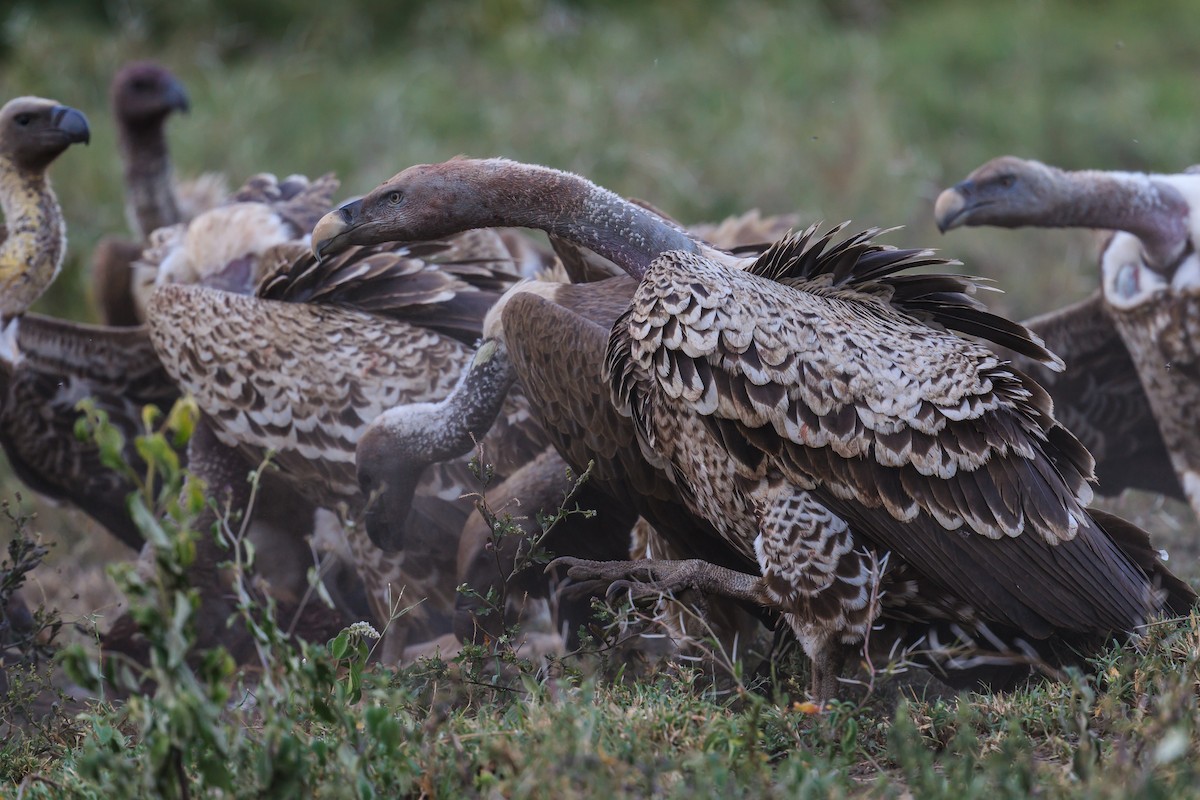 Rüppell's Griffon - ML116419731