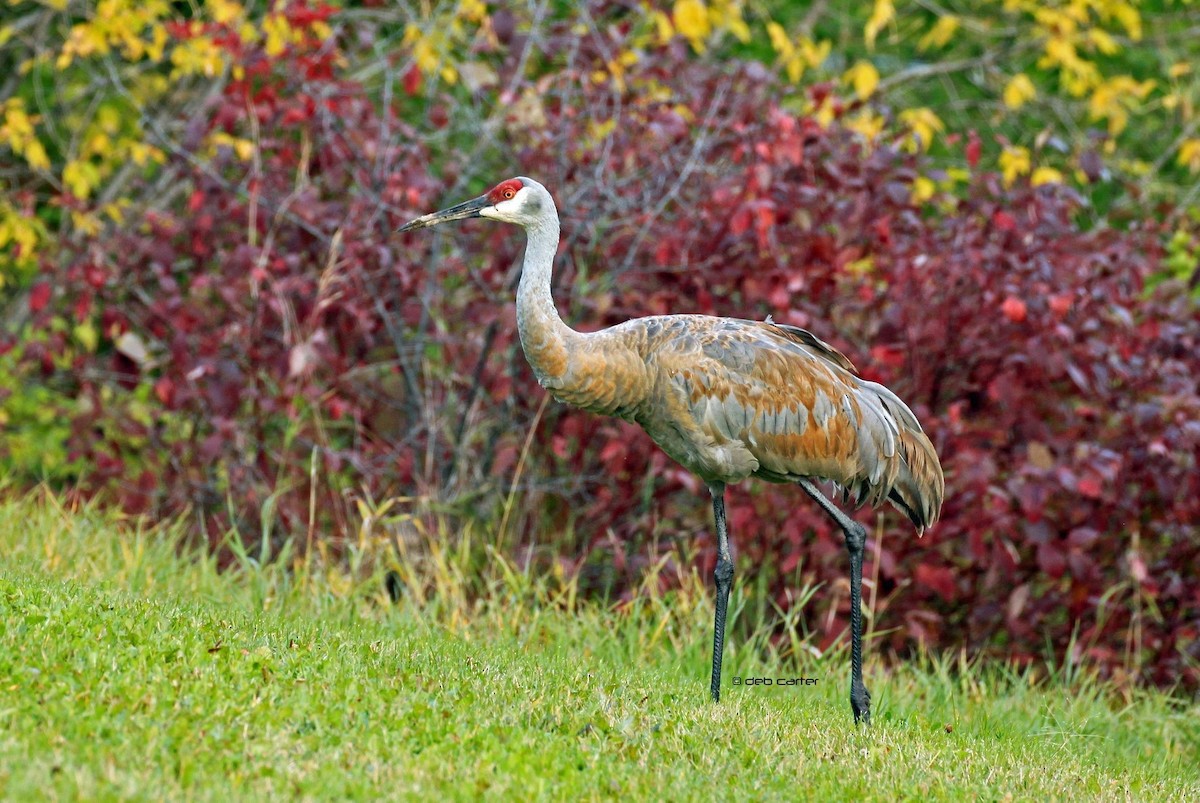 Sandhill Crane - ML116421001