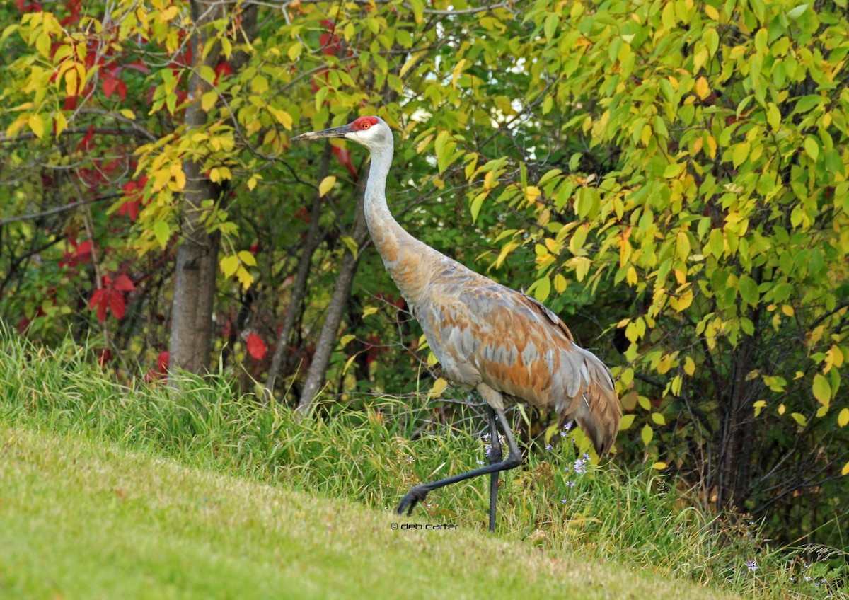 Sandhill Crane - ML116421011