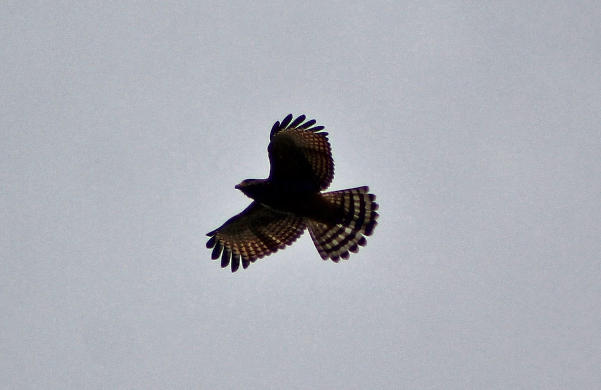 Roadside Hawk - Mario Trejo