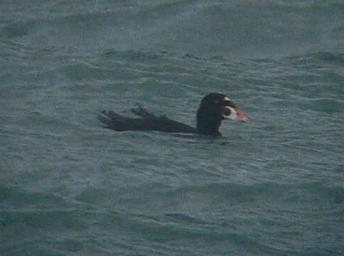 Surf Scoter - ML116423181