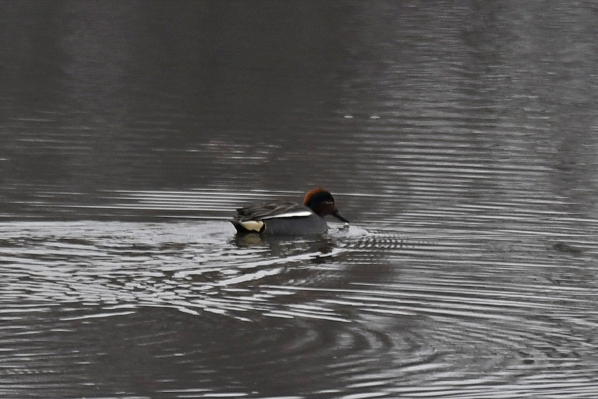 Green-winged Teal (Eurasian) - ML116423371