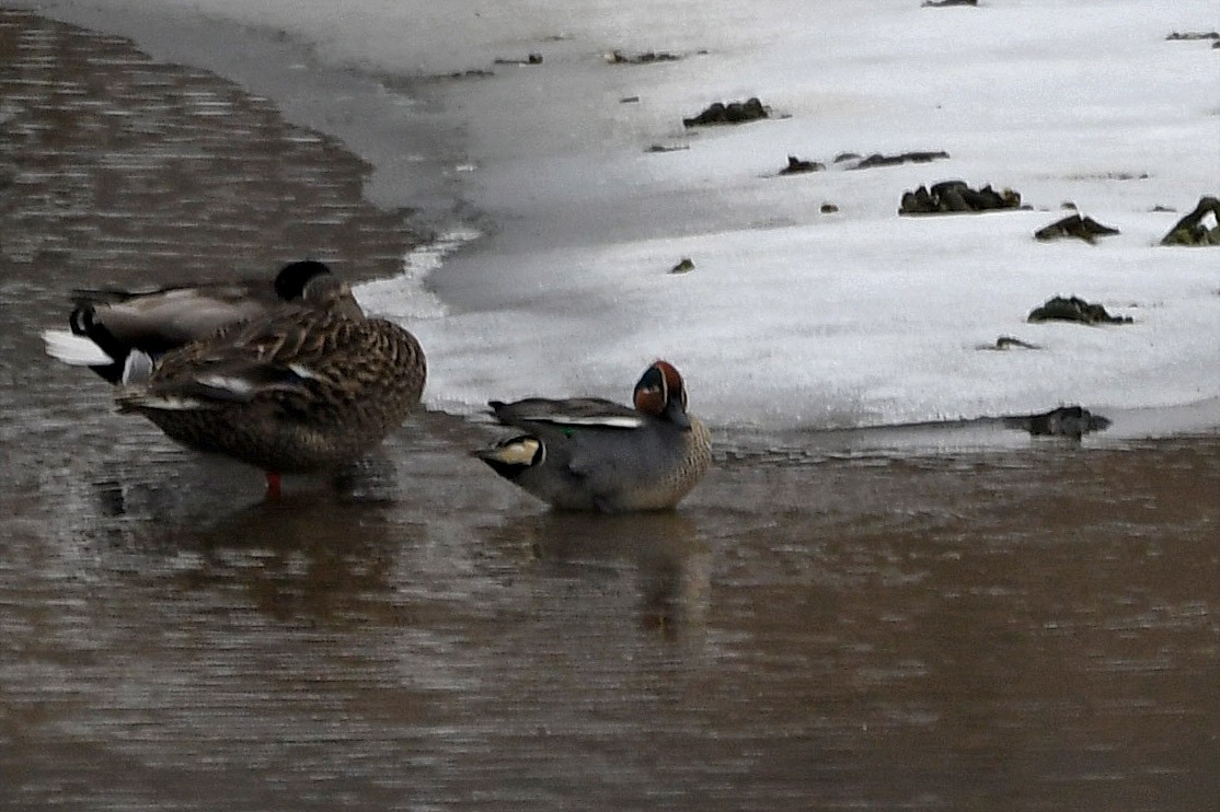 Green-winged Teal (Eurasian) - ML116423381