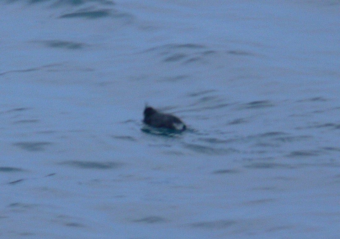 Whiskered Auklet - ML116424661