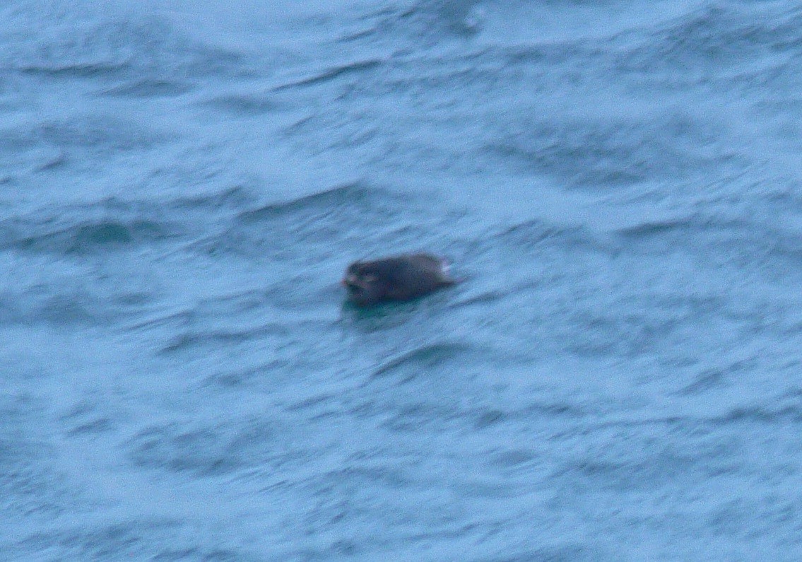 Whiskered Auklet - ML116424671