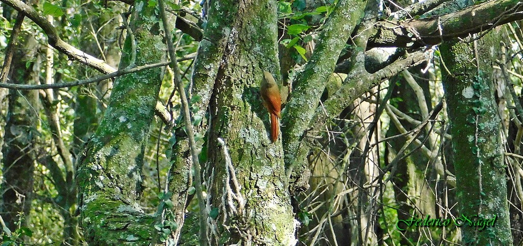 Olivaceous Woodcreeper - ML116426321