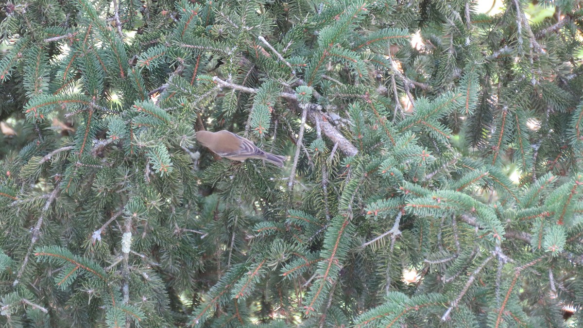 Pine Warbler - ML116427561
