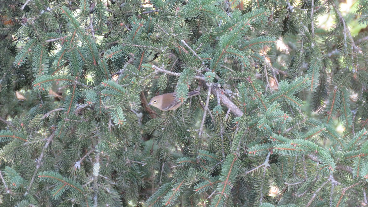 Pine Warbler - ML116427581