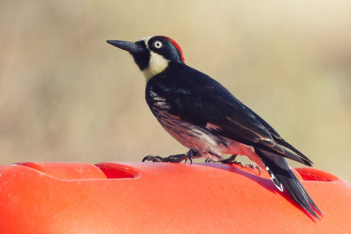 Acorn Woodpecker - ML116429661