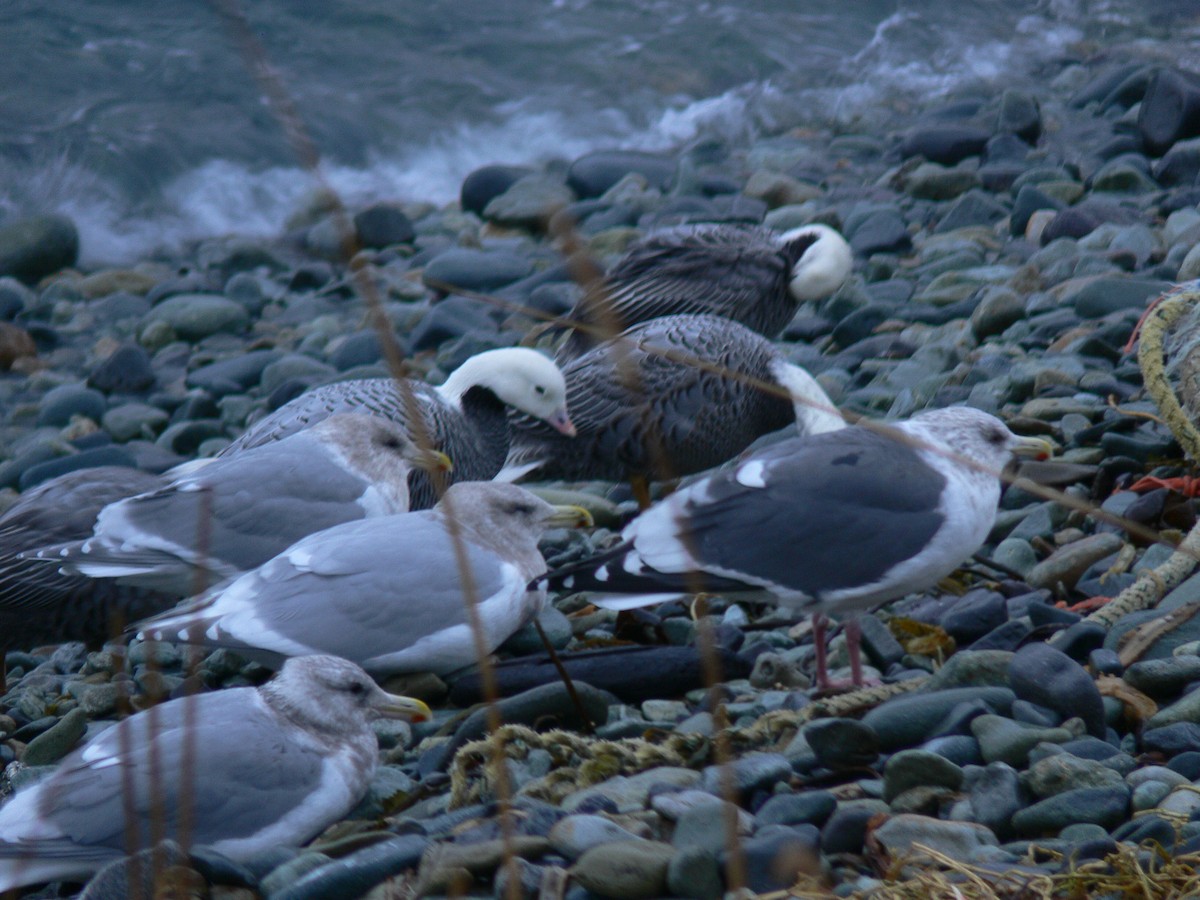 Slaty-backed Gull - ML116431471