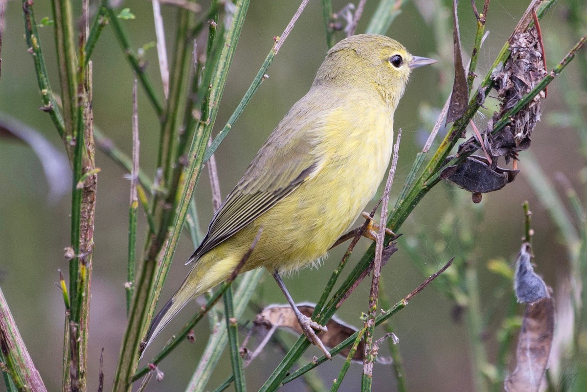 Northern Yellow Warbler - ML116432451