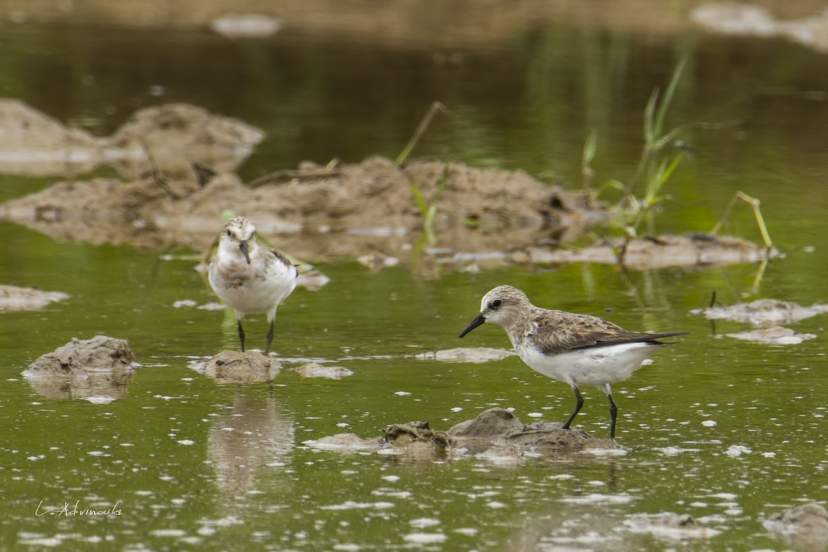 Calidris sp. - ML116432471