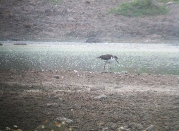 Black-necked Stilt - ML116433071