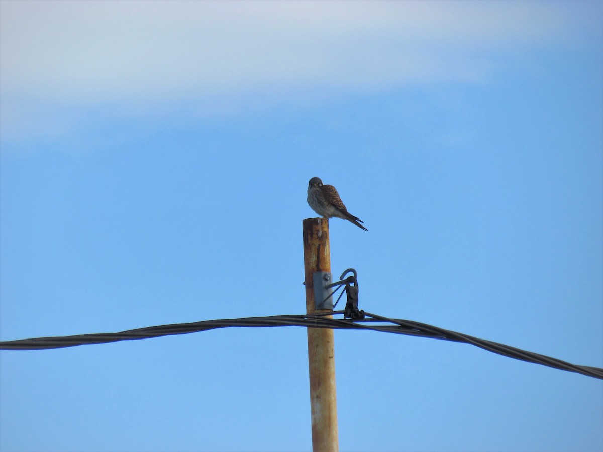 American Kestrel - ML116433501
