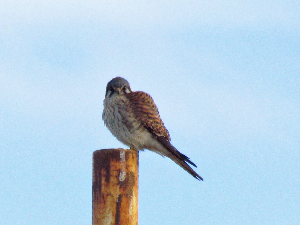 American Kestrel - ML116433531