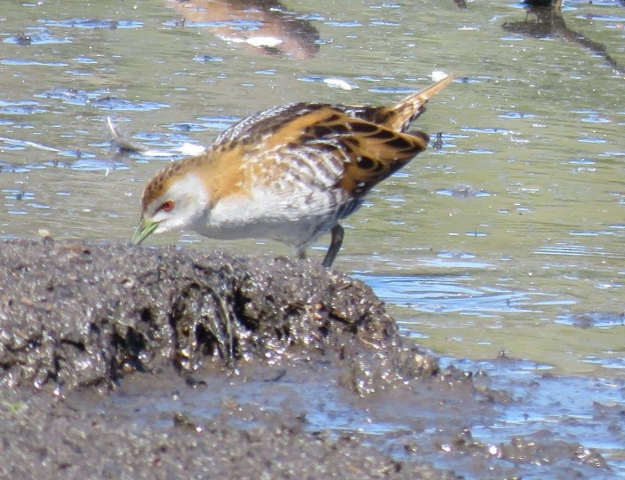 Baillon's Crake - ML116433971