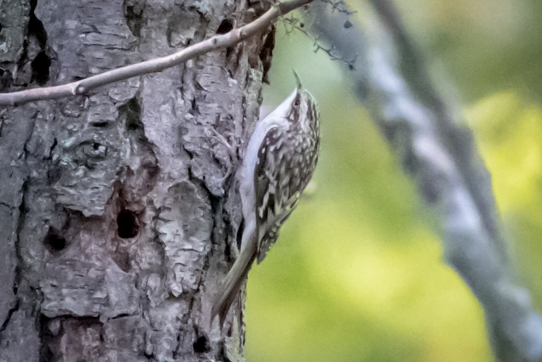 Brown Creeper - ML116434251