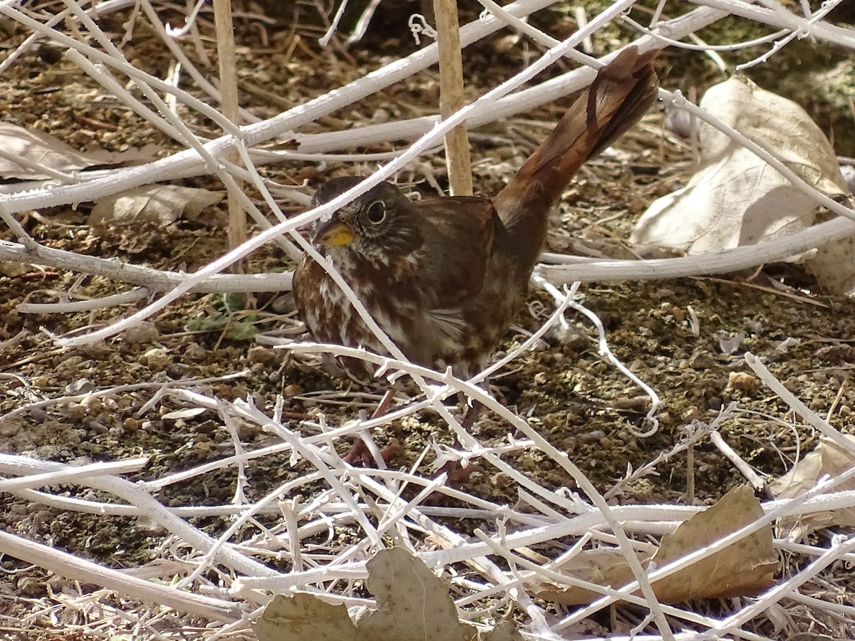 Fox Sparrow (Sooty) - ML116434601