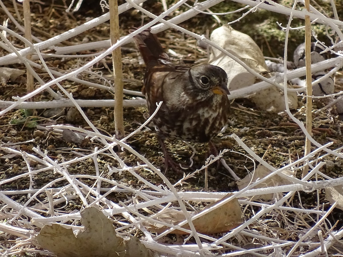 Fox Sparrow (Sooty) - ML116434611