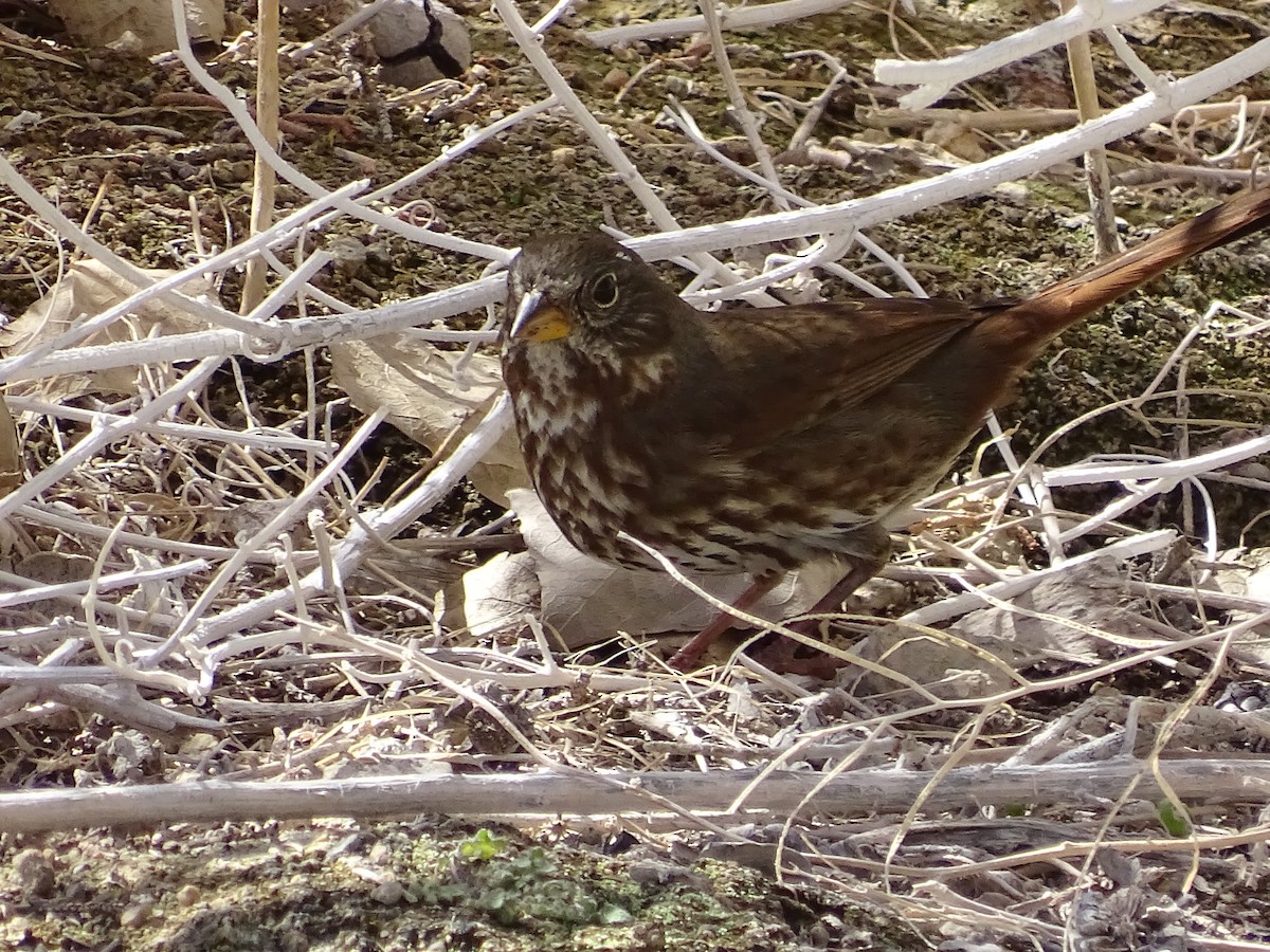 Fox Sparrow (Sooty) - ML116434631