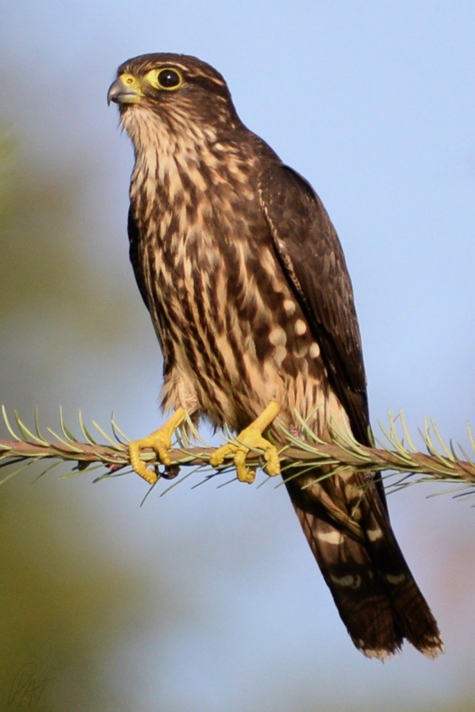 Merlin - ML116435001