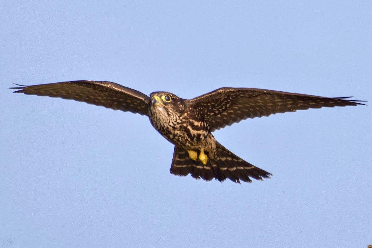 Merlin - ML116435091