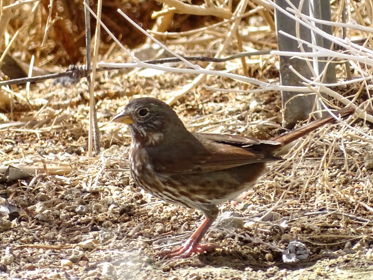 Fox Sparrow (Sooty) - ML116435811