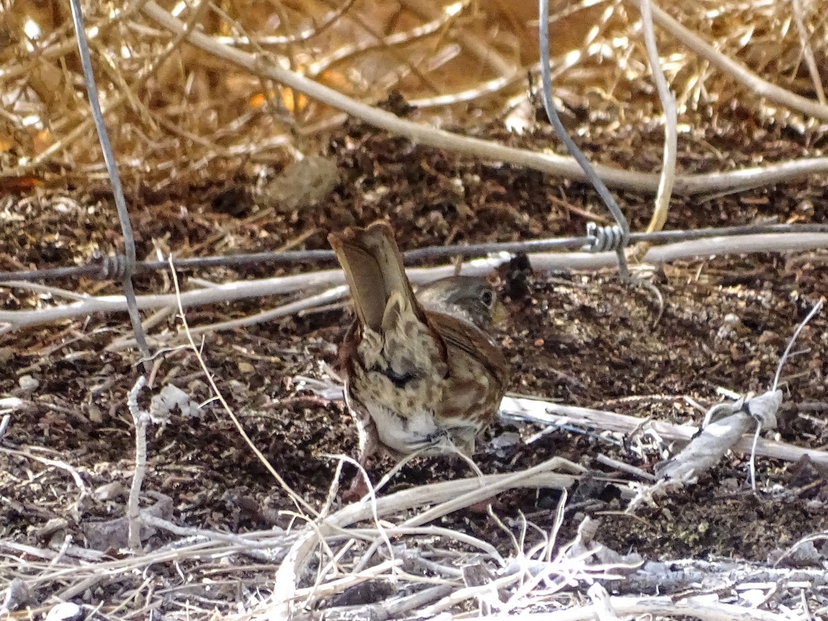 Fox Sparrow (Sooty) - ML116435821