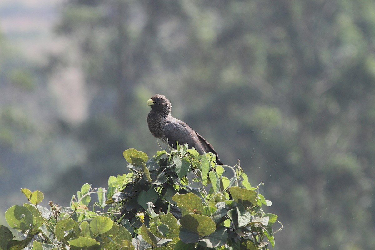 Eastern Plantain-eater - ML116436081