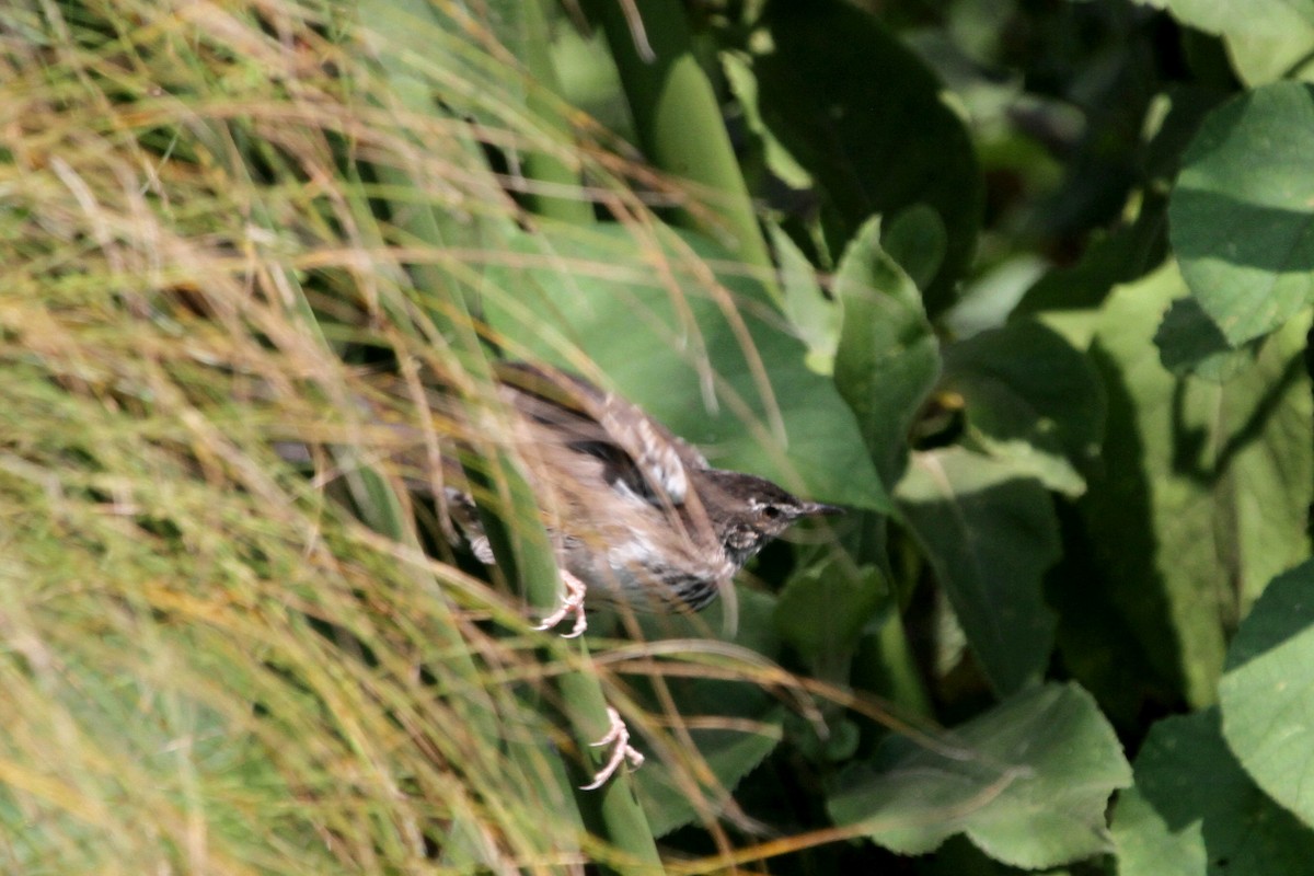 Mégalure à ailes blanches - ML116436151