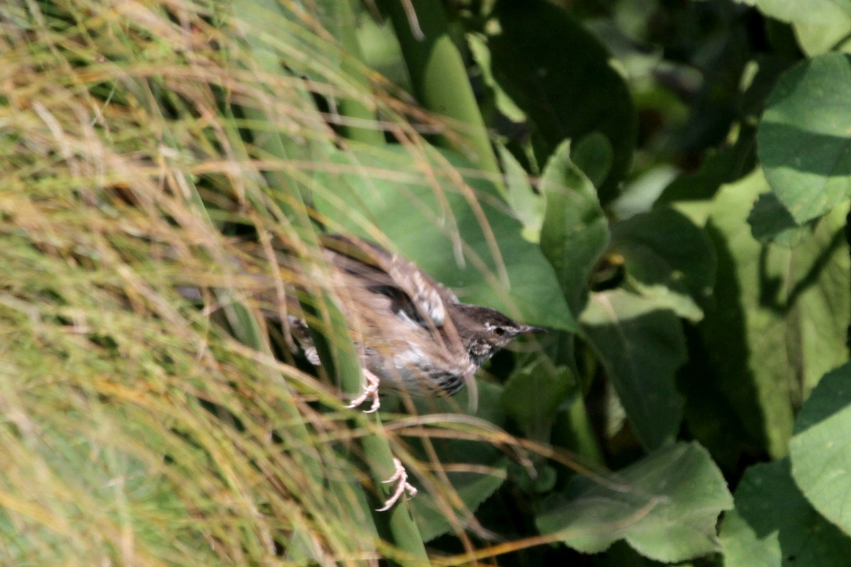 White-winged Swamp Warbler - Stephen Gast