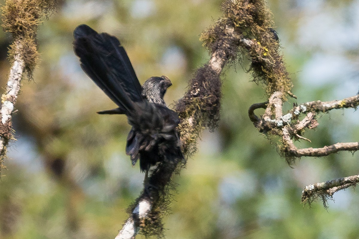 Smooth-billed Ani - ML116436381