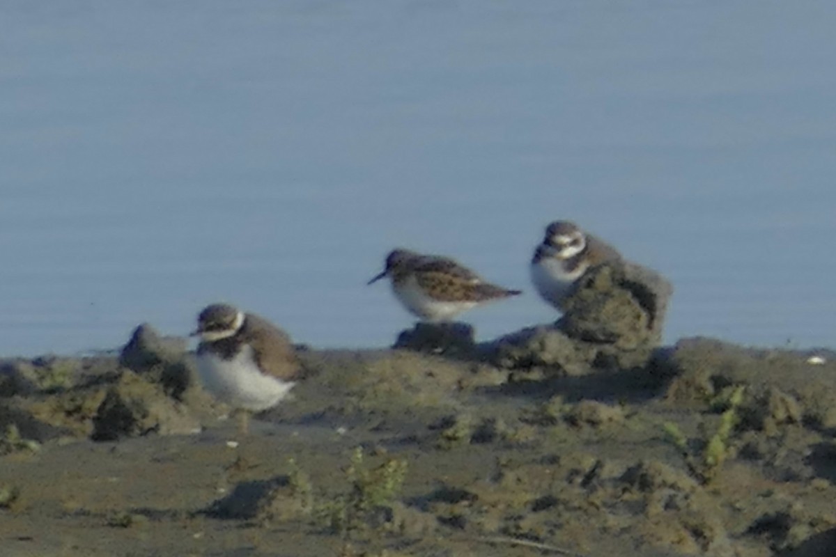 Little Stint - ML116436611