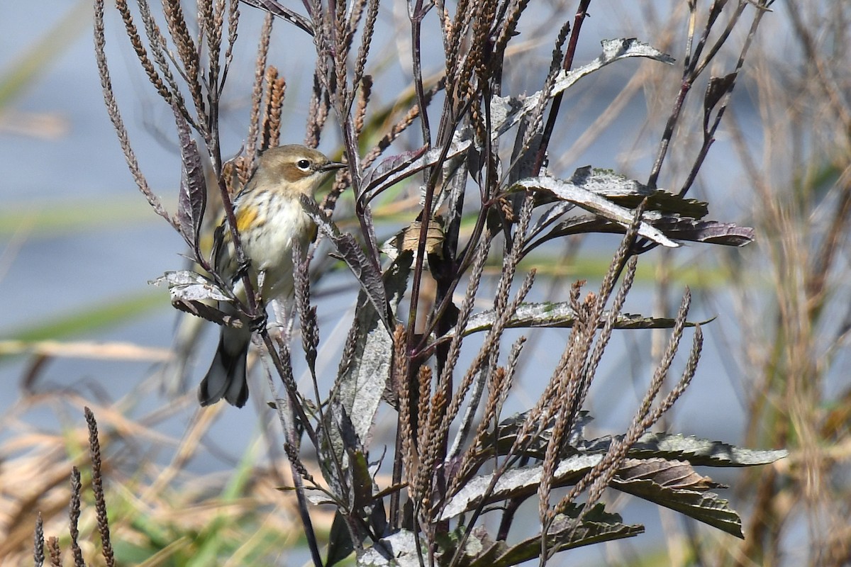 Yellow-rumped Warbler - Linn H