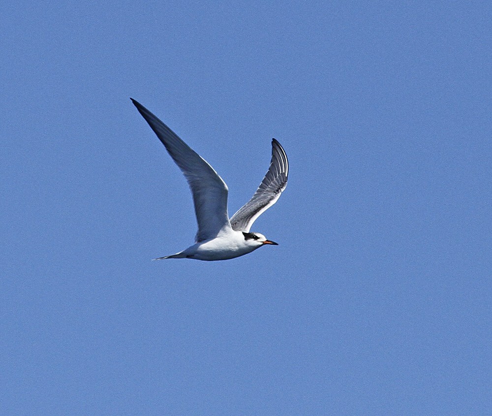 Common Tern - ML116443361