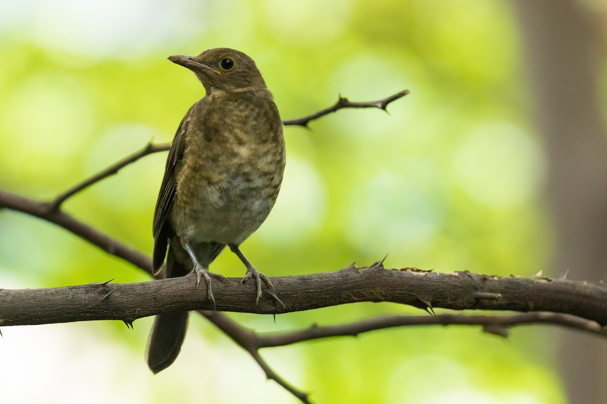 Ecuadorian Thrush - John Reynolds