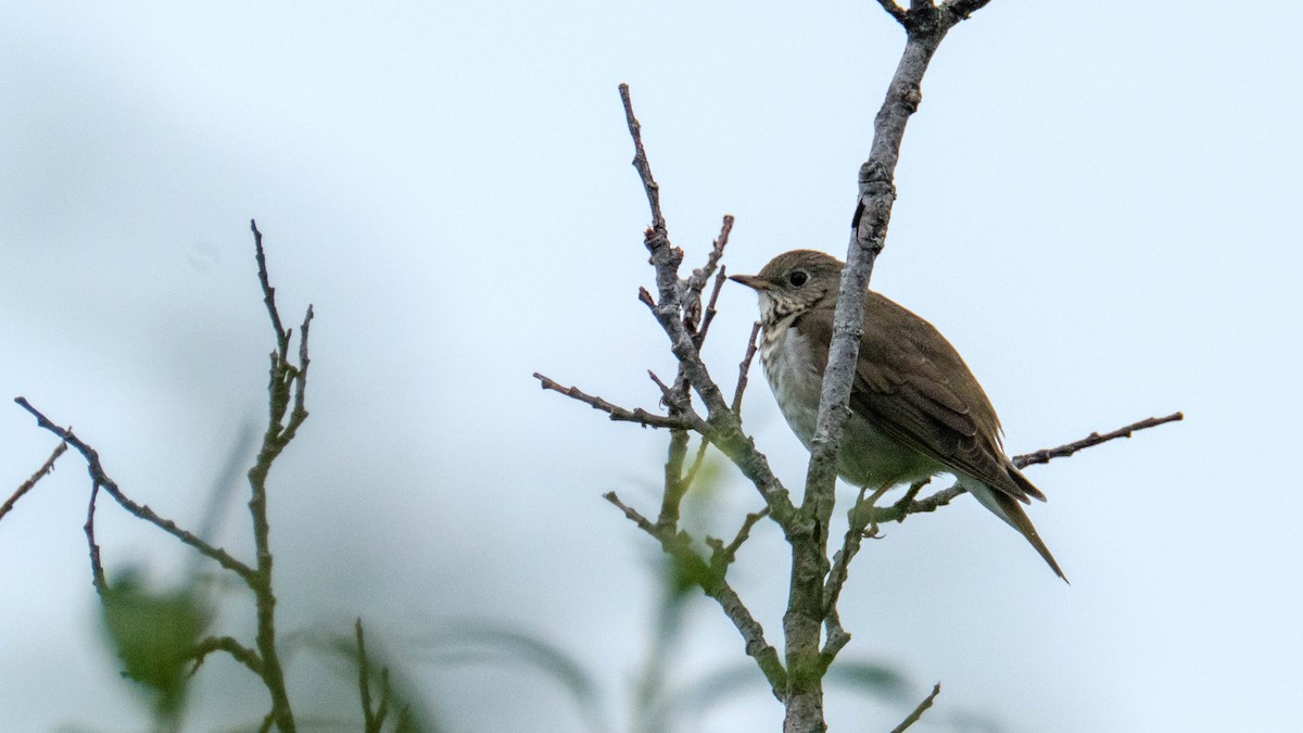 Gray-cheeked Thrush - Robert Johnson