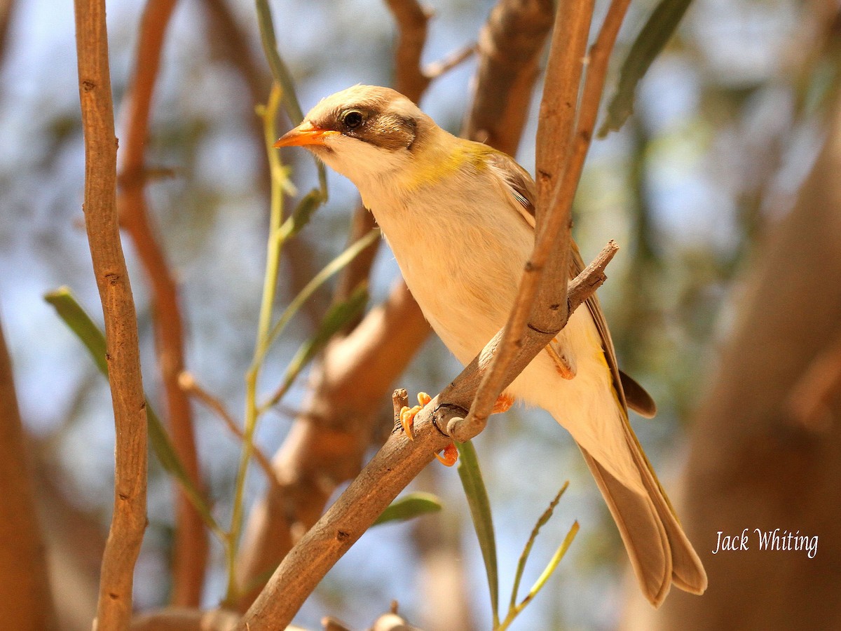 Black-chinned Honeyeater (Golden-backed) - ML116445181