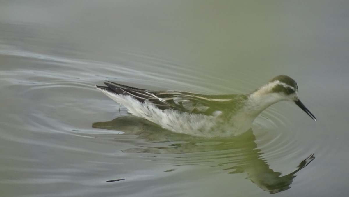 Red-necked Phalarope - ML116445771